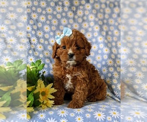 Cavapoo Puppy for sale in NEW PROVIDENCE, PA, USA