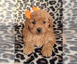 Small Photo #6 Goldendoodle-Poodle (Miniature) Mix Puppy For Sale in LANCASTER, PA, USA