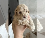 Small #1 Poodle (Toy)