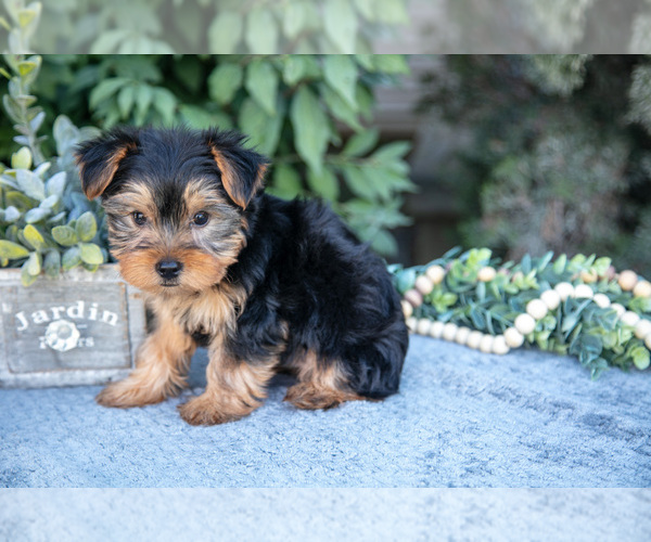 Medium Photo #3 Yorkshire Terrier Puppy For Sale in SALEM, IN, USA