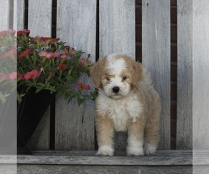 Bernedoodle (Miniature) Puppy for sale in FREDERICKSBURG, OH, USA