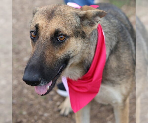 Medium Photo #1 German Shepherd Dog-Unknown Mix Puppy For Sale in San Antonio, TX, USA