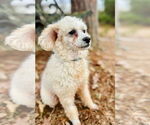 Small #1 Poodle (Miniature)