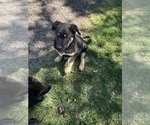 Small #6 German Shepherd Dog