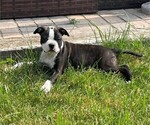 Small Photo #1 Boston Terrier Puppy For Sale in MONTVILLE, OH, USA