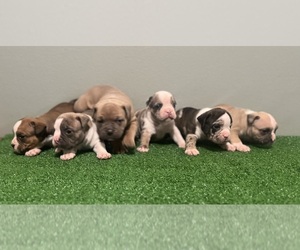 American Bully Puppy for sale in WINSTON SALEM, NC, USA