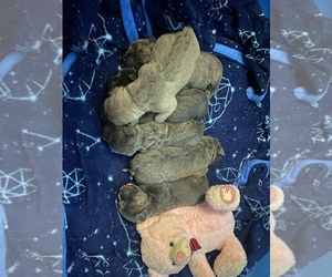 Cane Corso Puppy for sale in COOLBAUGH TOWNSHIP, PA, USA