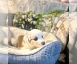 Small #2 Australian Shepherd