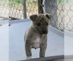 Small #1 Labrador Retriever Mix