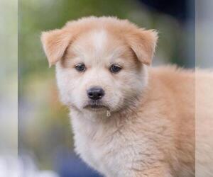 Siberian Husky-Unknown Mix Dogs for adoption in San Diego, CA, USA