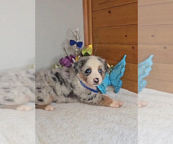 Medium Photo #3 Australian Shepherd Puppy For Sale in JASONVILLE, IN, USA