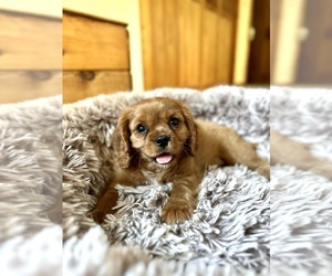 Cavalier King Charles Spaniel Puppy for sale in ORLANDO, FL, USA