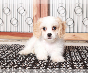Cavachon Puppy for sale in NAPLES, FL, USA