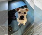 Small #1 American Pit Bull Terrier