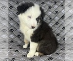 Small #1 Australian Shepherd