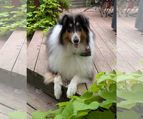 Medium Photo #3 Collie Puppy For Sale in Dublin, OH, USA