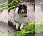 Small #2 Collie