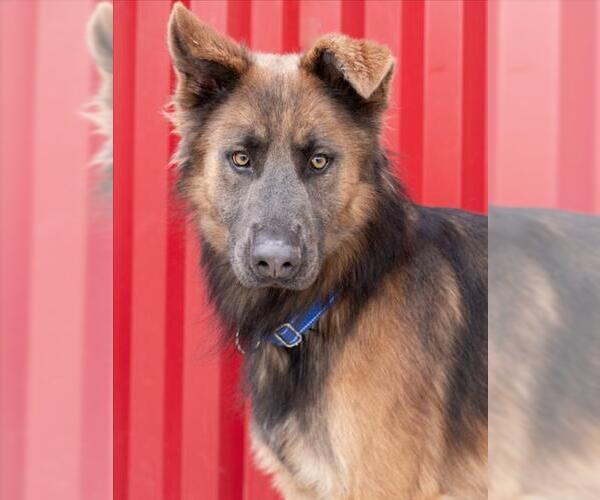 Medium Photo #2 German Shepherd Dog Puppy For Sale in Tracy, CA, USA