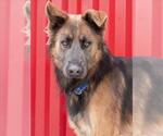 Small #1 German Shepherd Dog