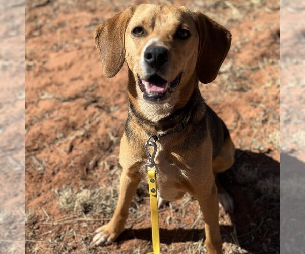 Medium Photo #233 Beagle-Unknown Mix Puppy For Sale in Kanab, UT, USA