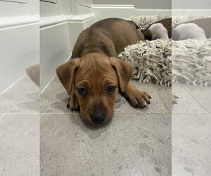 Staffordshire Bull Terrier-Unknown Mix Dogs for adoption in The Woodlands, TX, USA