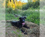 Small Photo #2 Labrador Retriever-Unknown Mix Puppy For Sale in Germantown, OH, USA
