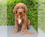 Puppy DUKE Goldendoodle