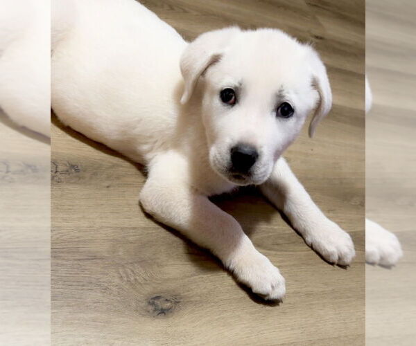 Medium Photo #9 Great Pyrenees-Unknown Mix Puppy For Sale in OKLAHOMA CITY, OK, USA