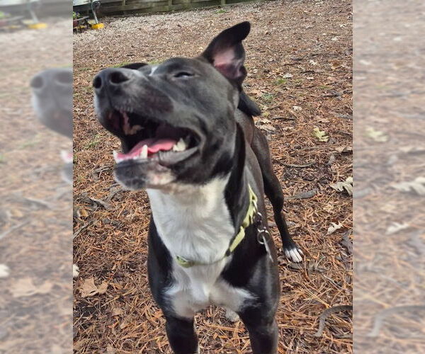 Medium Photo #4 American Pit Bull Terrier-Siberian Husky Mix Puppy For Sale in Techny, IL, USA