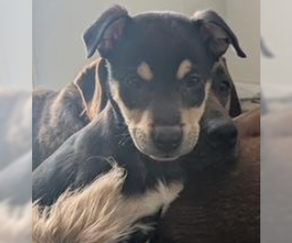 Medium Photo #2 Mutt Puppy For Sale in Decatur, GA, USA