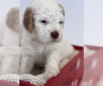 Puppy Lily Saint Berdoodle