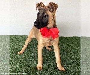 Clara - Female German Shepherd Dog-Unknown Mix Dog for Adoption - Photo #4
