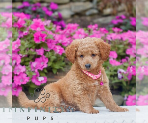 Medium Photo #3 Golden Retriever-ShihPoo Mix Puppy For Sale in GAP, PA, USA