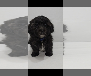 Medium Shih-Poo