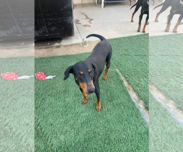 Medium Photo #13 Doberman Pinscher-Unknown Mix Puppy For Sale in Escondido, CA, USA