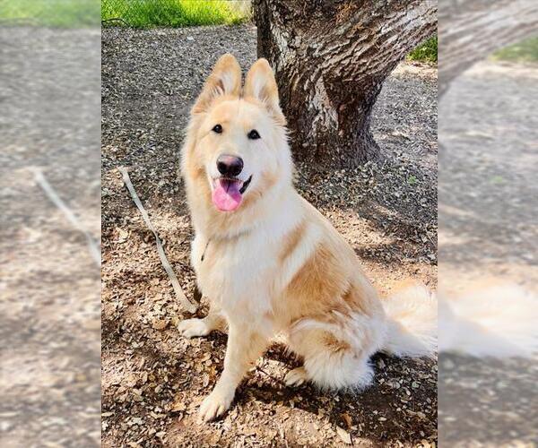 Medium Photo #1 German Shepherd Dog Puppy For Sale in Santa Barbara, CA, USA