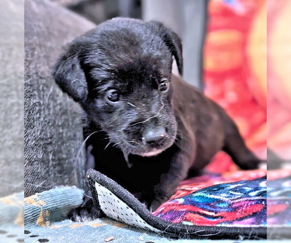 Medium Photo #2 Golden Retriever-Unknown Mix Puppy For Sale in Rutherfordton, NC, USA
