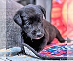 Small #1 Golden Retriever Mix