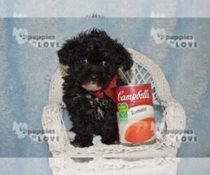 Medium Poodle (Toy)