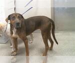 Small Labrador Retriever Mix