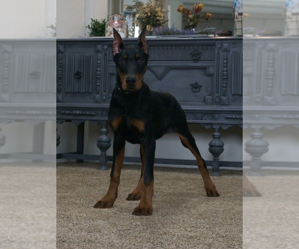 Medium Photo #56 Doberman Pinscher Puppy For Sale in WARSAW, IN, USA