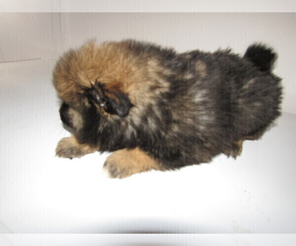 Medium Photo #3 Pomsky Puppy For Sale in KOKOMO, IN, USA
