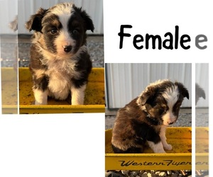 Miniature Australian Shepherd Dog for Adoption in NEW WASHINGTN, Indiana USA