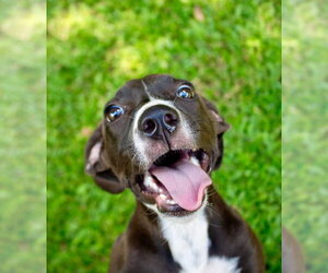 Marley2 - Female Mutt Dog for Adoption - Photo #6