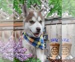 Small Photo #1 Siberian Husky Puppy For Sale in SHERWOOD, OR, USA