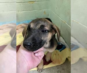 German Shepherd Dog Dogs for adoption in Stockton, CA, USA