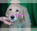 Small #8 Goldendoodle