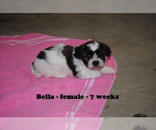 Medium Photo #1 Zuchon Puppy For Sale in CLARKRANGE, TN, USA