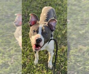 American Staffordshire Terrier Dogs for adoption in Fort Lauderdale, FL, USA
