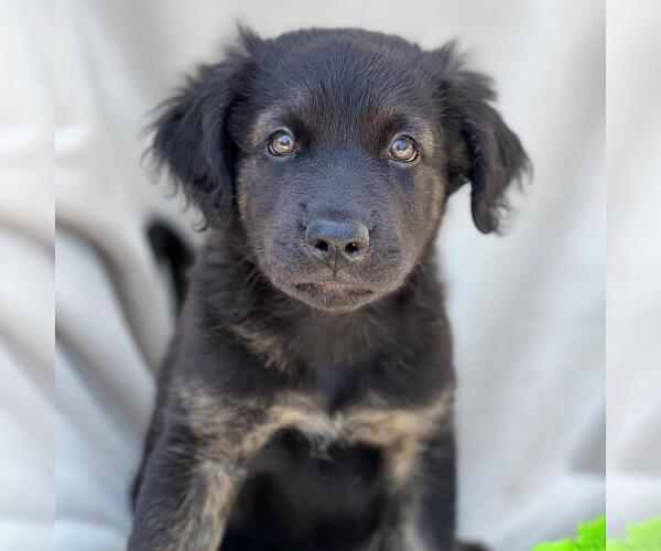 Medium Photo #2 Mutt Puppy For Sale in San Diego, CA, USA